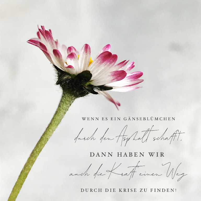Gänseblümchen, Spruch, Wiesenblume