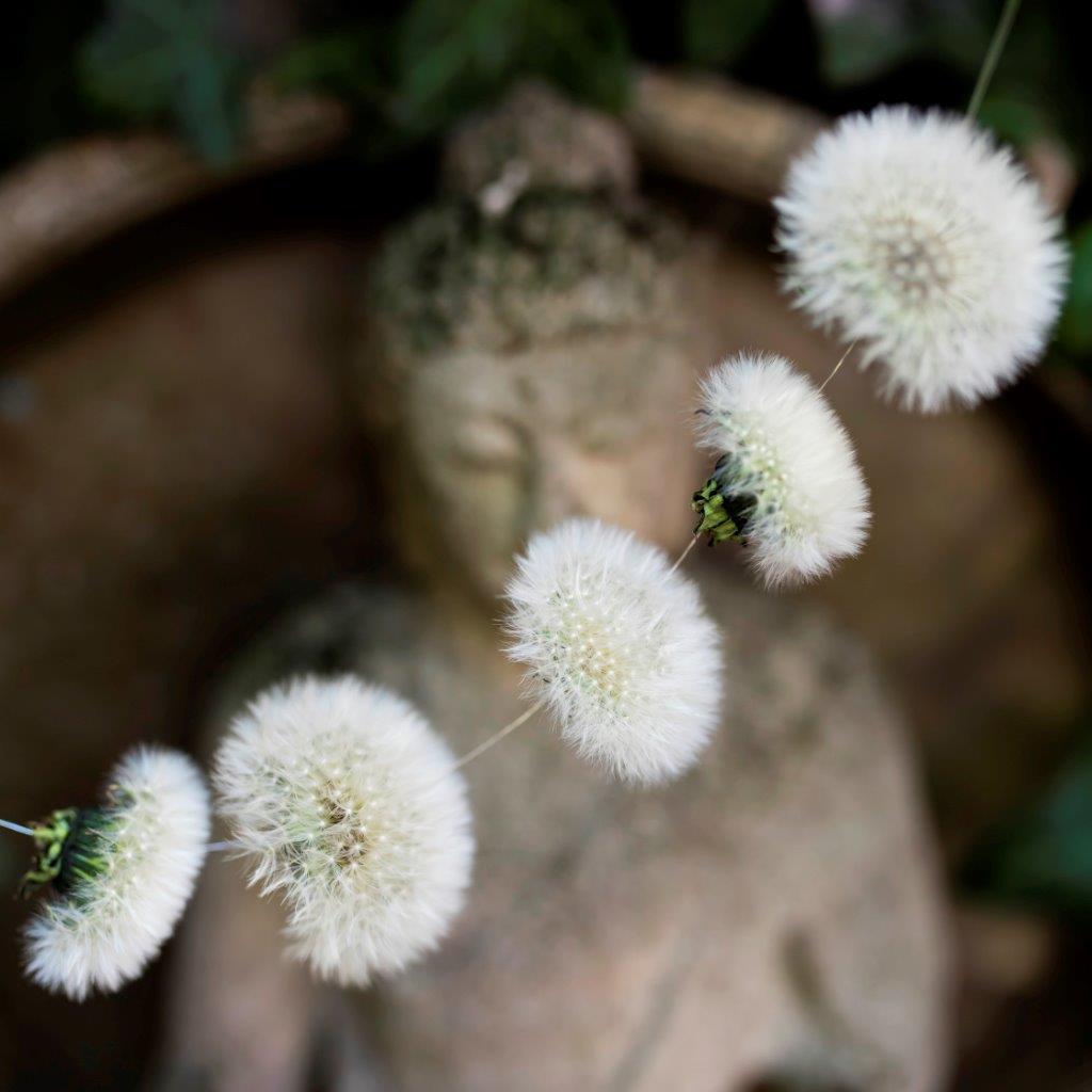 Aufgefädelte Pusteblumen, Pusteblumengirlande