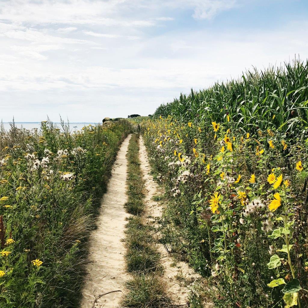 Sonnenblumen, Maisfeld, Steilküste, Schönhagen, Ostsee