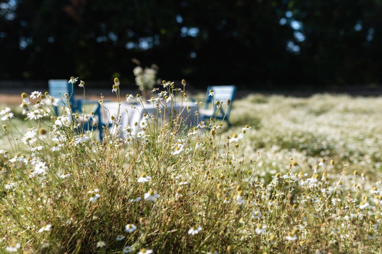 Kamillenblüten, Picknick im Kornfeld, Ostsee